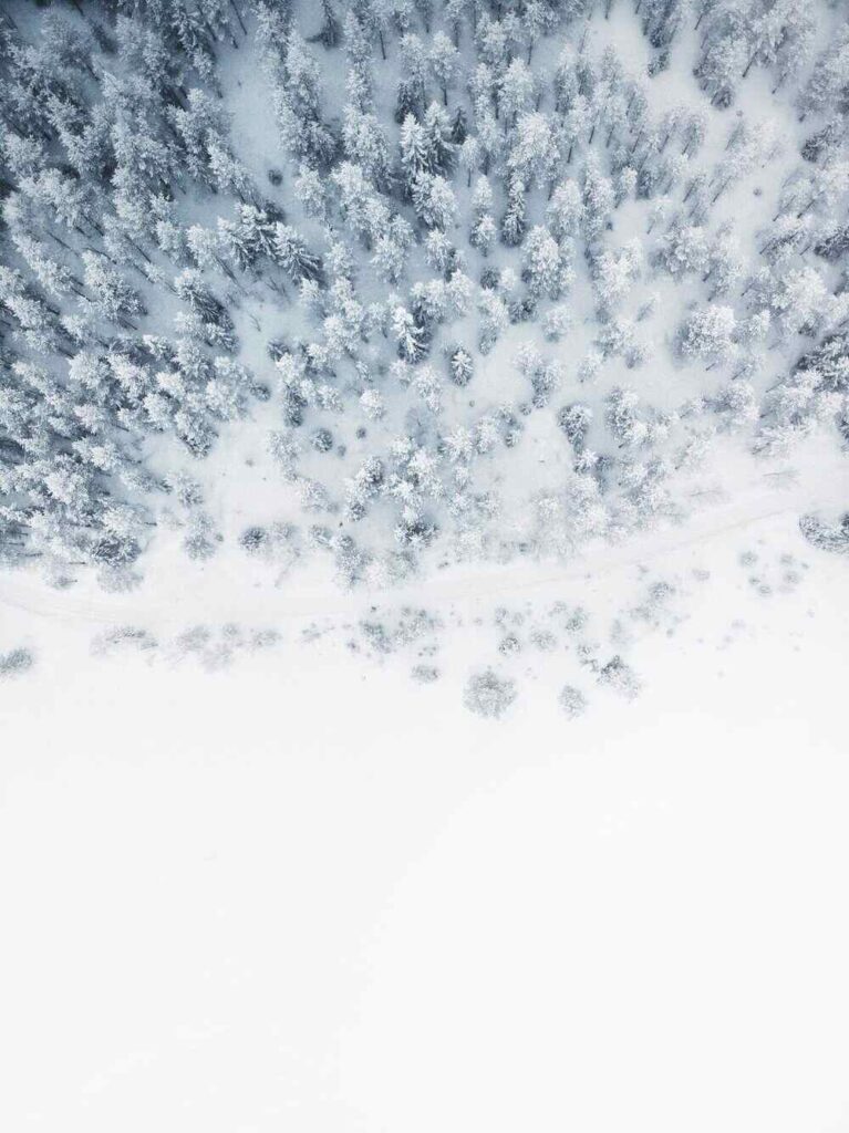 big forest covered with snow