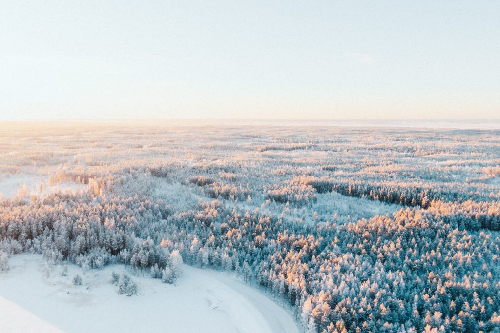 A large forest covered in snow